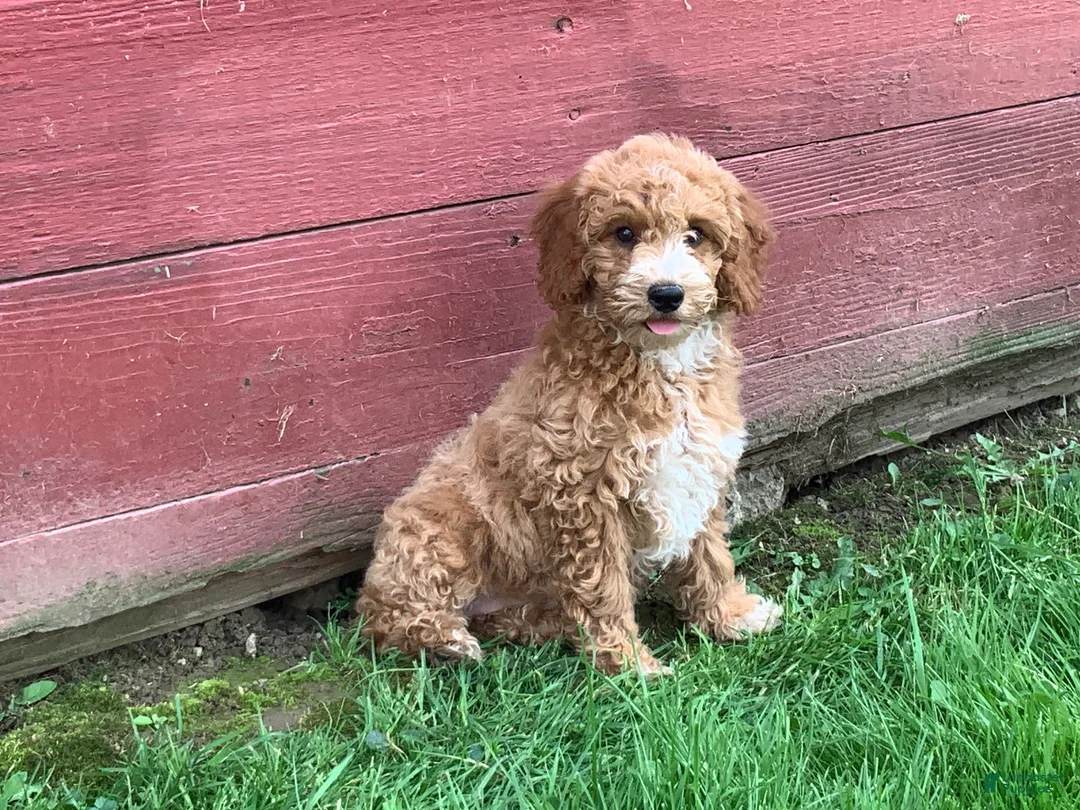 Miniature Poodle dogs for sale: Dora - Ad 2