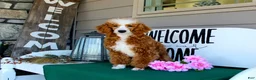 Miniature Poodle dogs for sale: Xoey (Irish Spotting) - Ad 7