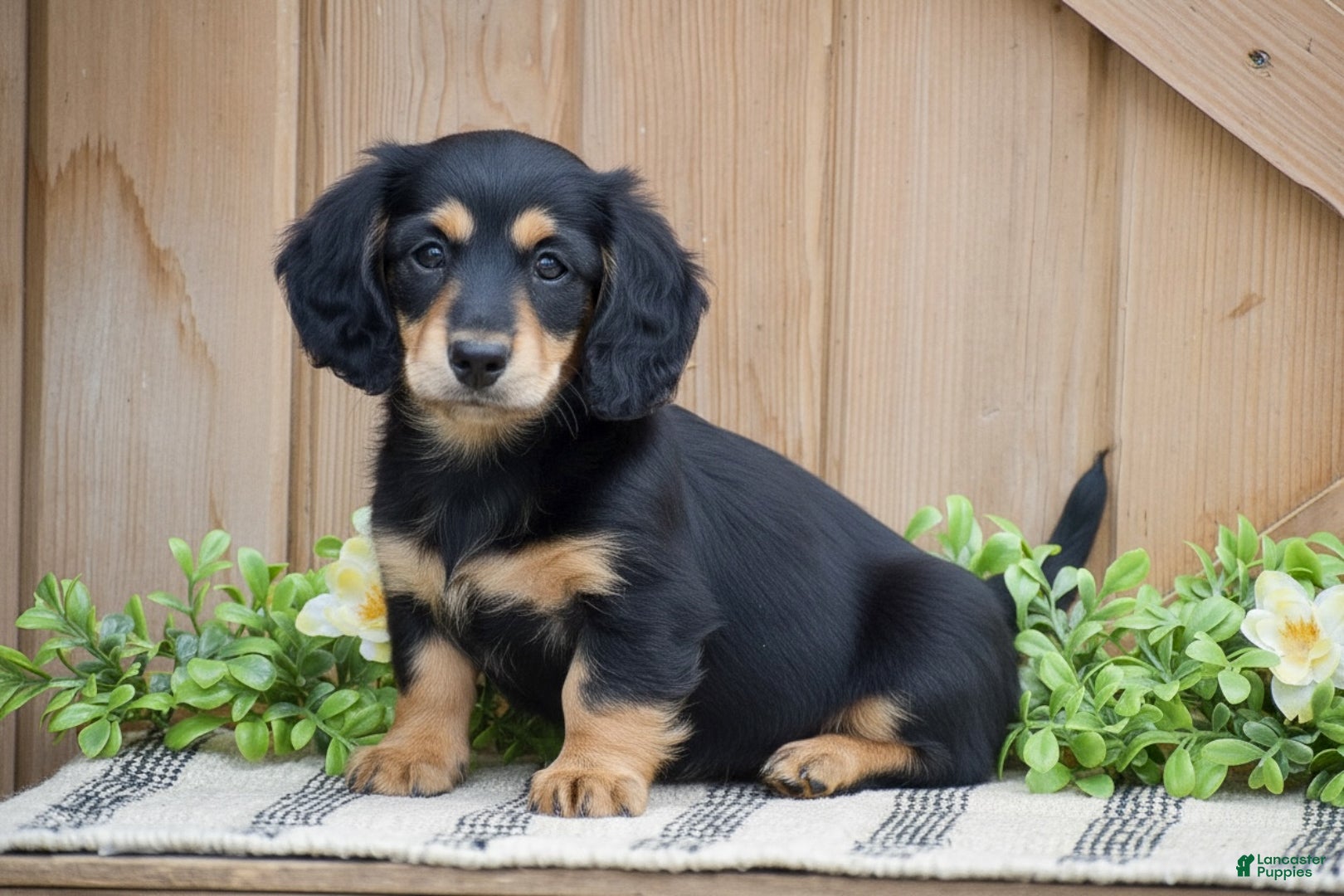 Miniature Dachshund dogs Lilac - Ad 1
