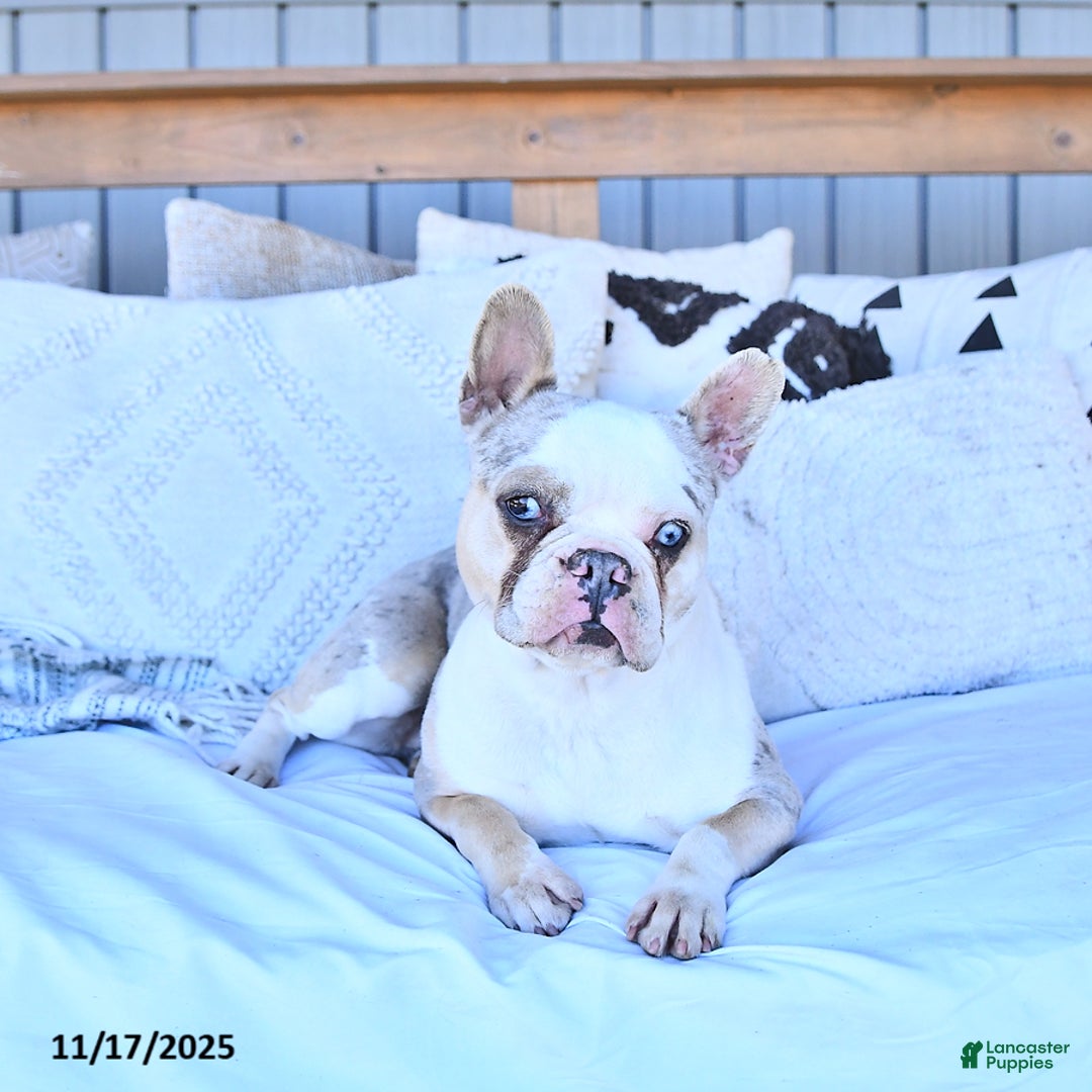 French Bulldog dogs for sale: Woodside Penny - Ad 3