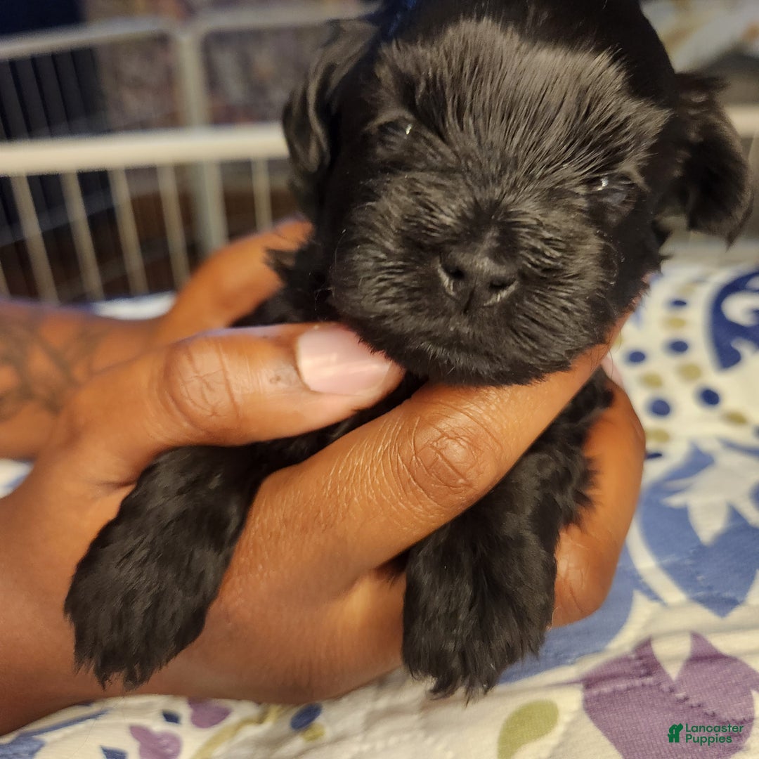 Shihpoo dogs for sale: Shihpoo Puppy 1 - Ad 4