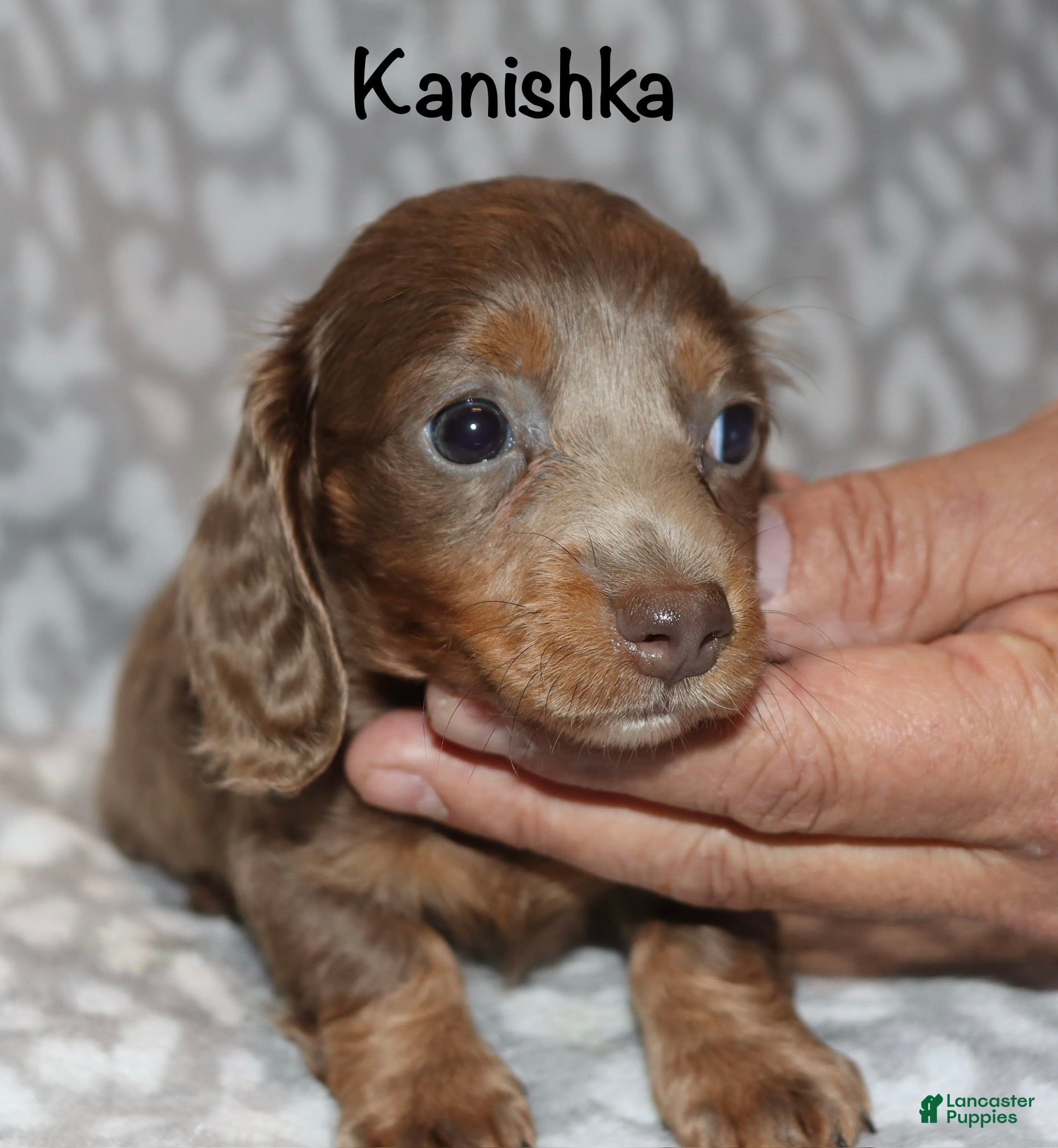 Miniature Dachshund dogs Kanishka - Ad 3
