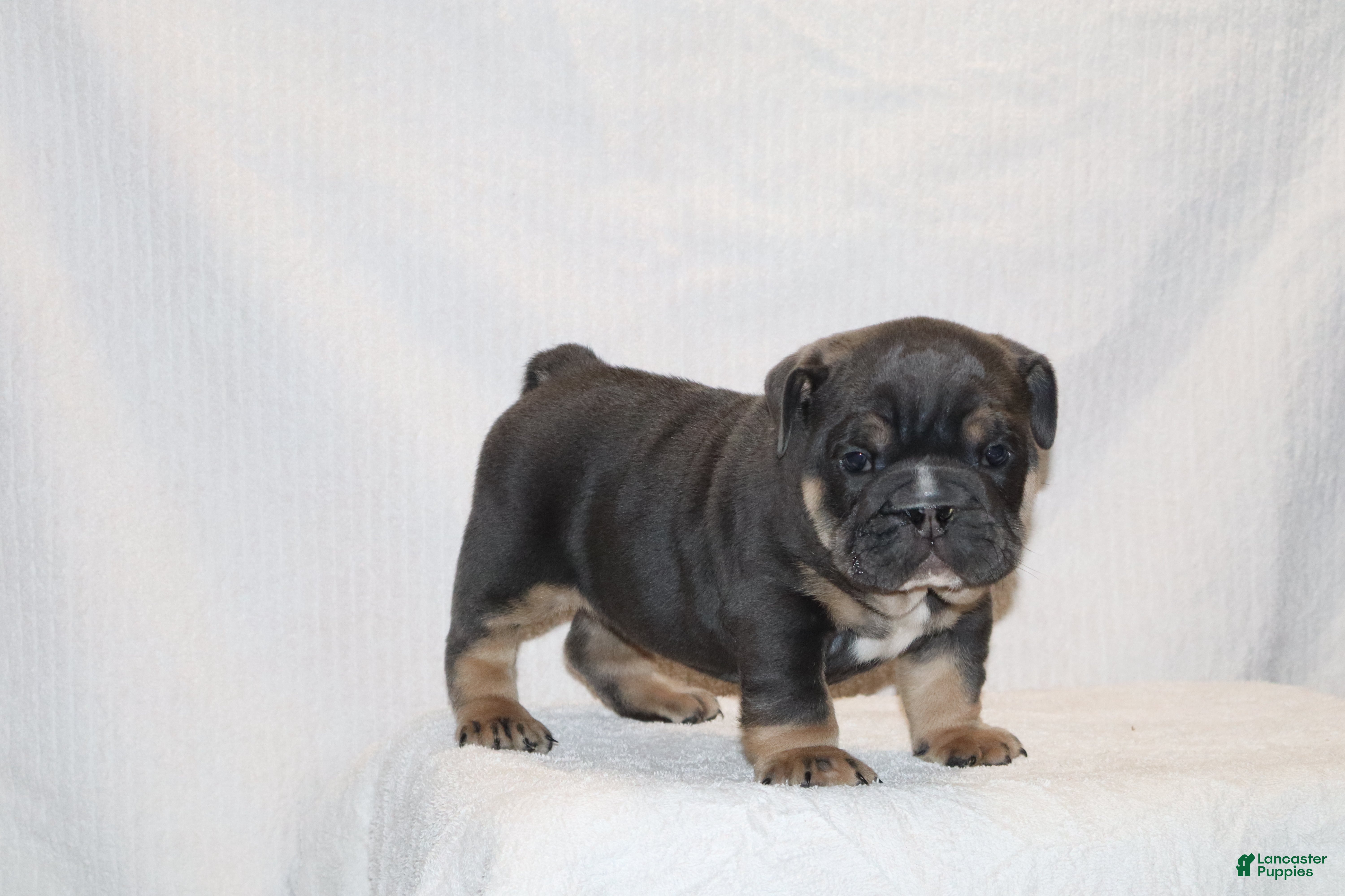 English Bulldog dogs Oscar - Ad 2