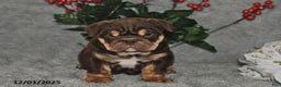 English Bulldog dogs for sale: Sandra - Ad 5