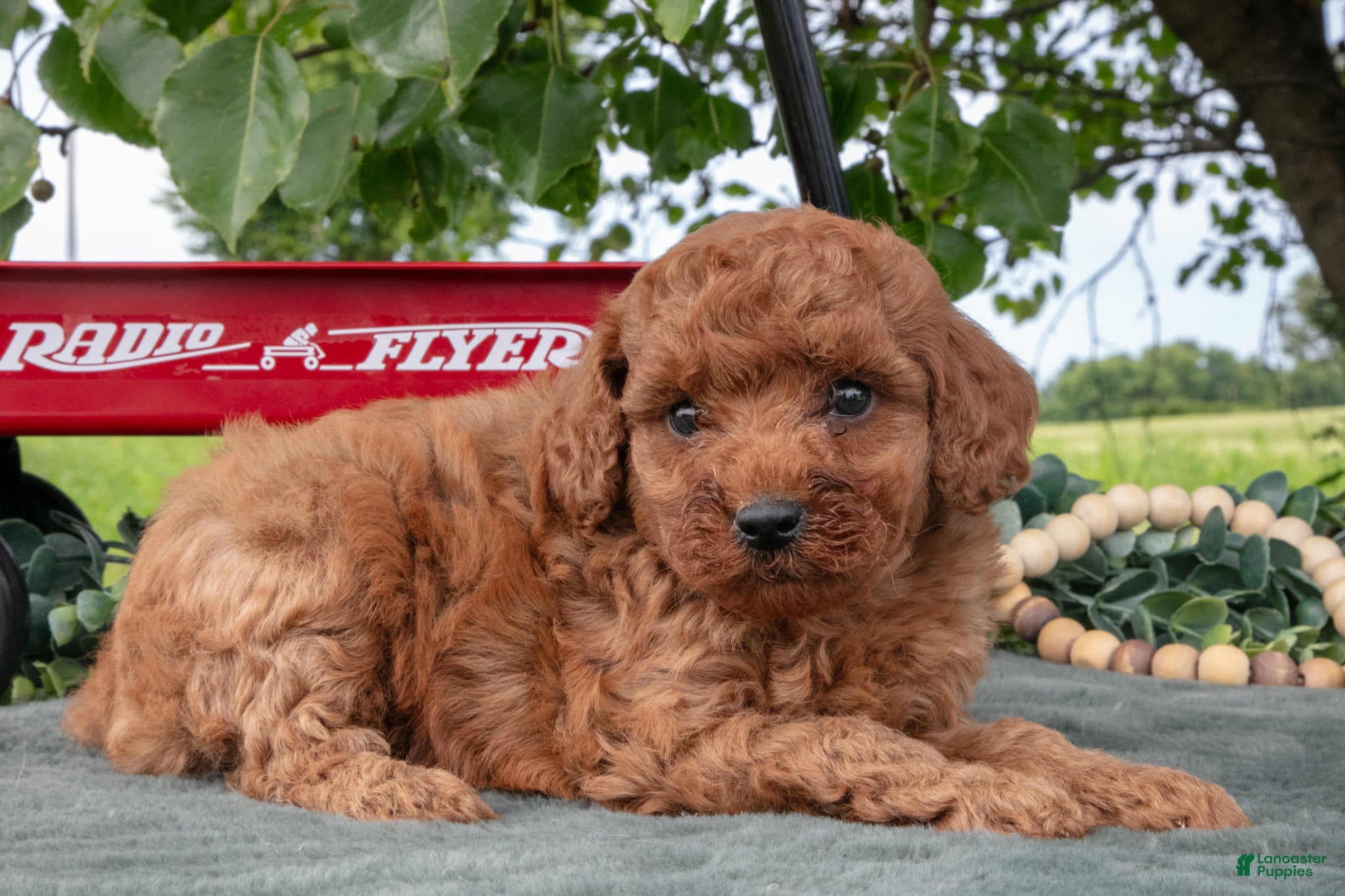 Miniature Poodle dogs Stacy - Ad 2
