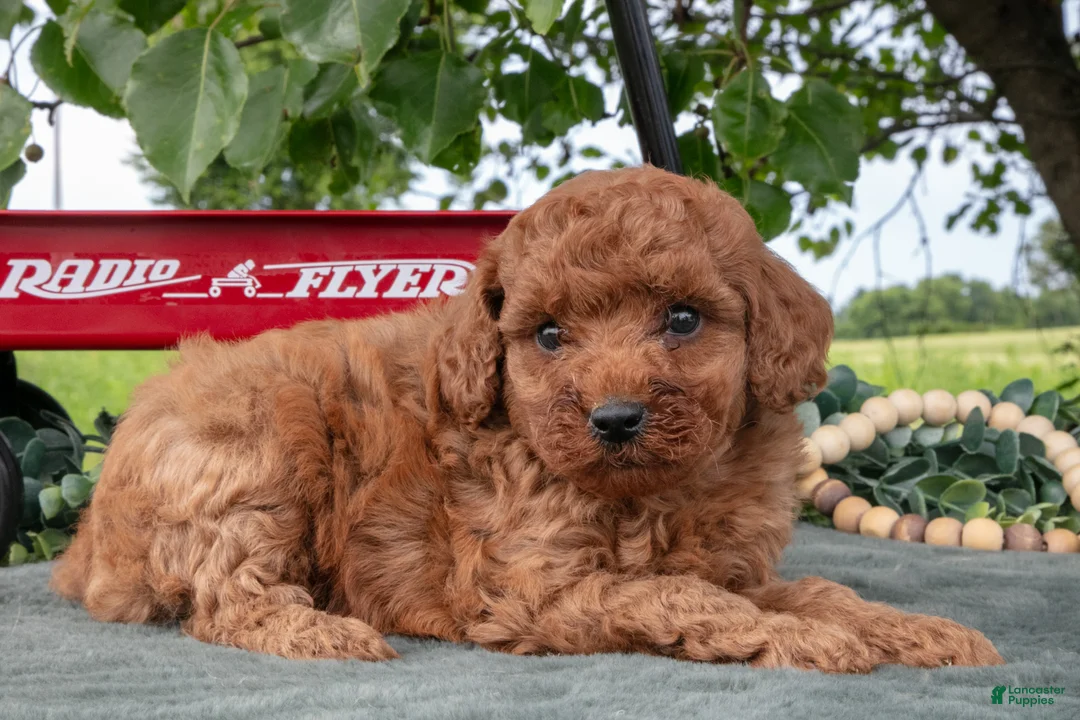 Miniature Poodle dogs for sale: Stacy - Ad 2
