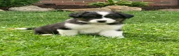 Australian Shepherd dogs for sale: Rocky  - Ad 1