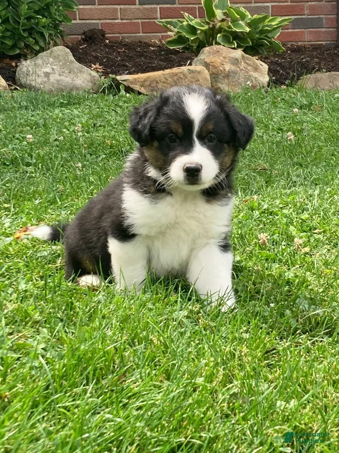Australian Shepherd dogs for sale: Rocky  - Ad 1