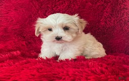 Maltipoo dogs for sale: Maltipoo Puppy 1 - Image 1