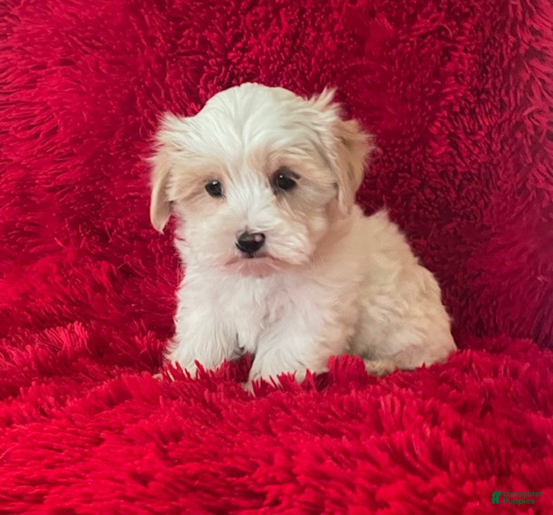 Maltipoo dogs for sale: Maltipoo Puppy 1 - Ad 1