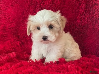 Maltipoo dogs Maltipoo Puppy 1 - Ad 31