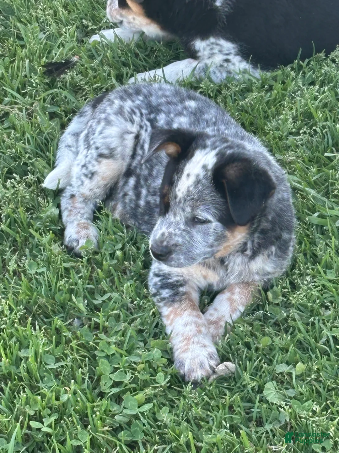 Mixed Breed dogs for sale: Mixed Breed Puppy 1 - Ad 1