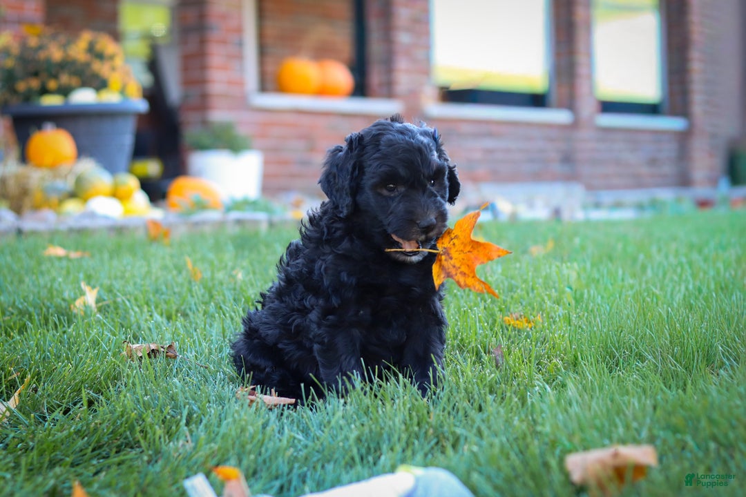 Newfypoo dogs for sale: Oliver - Ad 9