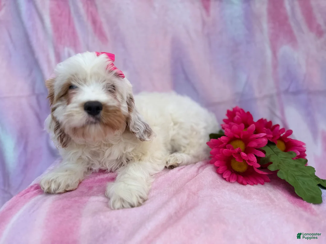 Cavapoo dogs for sale: Flower - Ad 2
