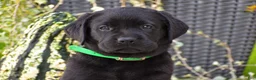 Labrador Retriever dogs for sale: Caleb - Ad 3