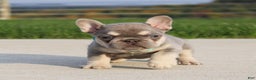 French Bulldog dogs for sale: Arie - Ad 3