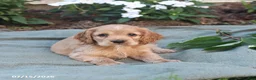 English Cocker Spaniel dogs for sale: Max - Ad 3