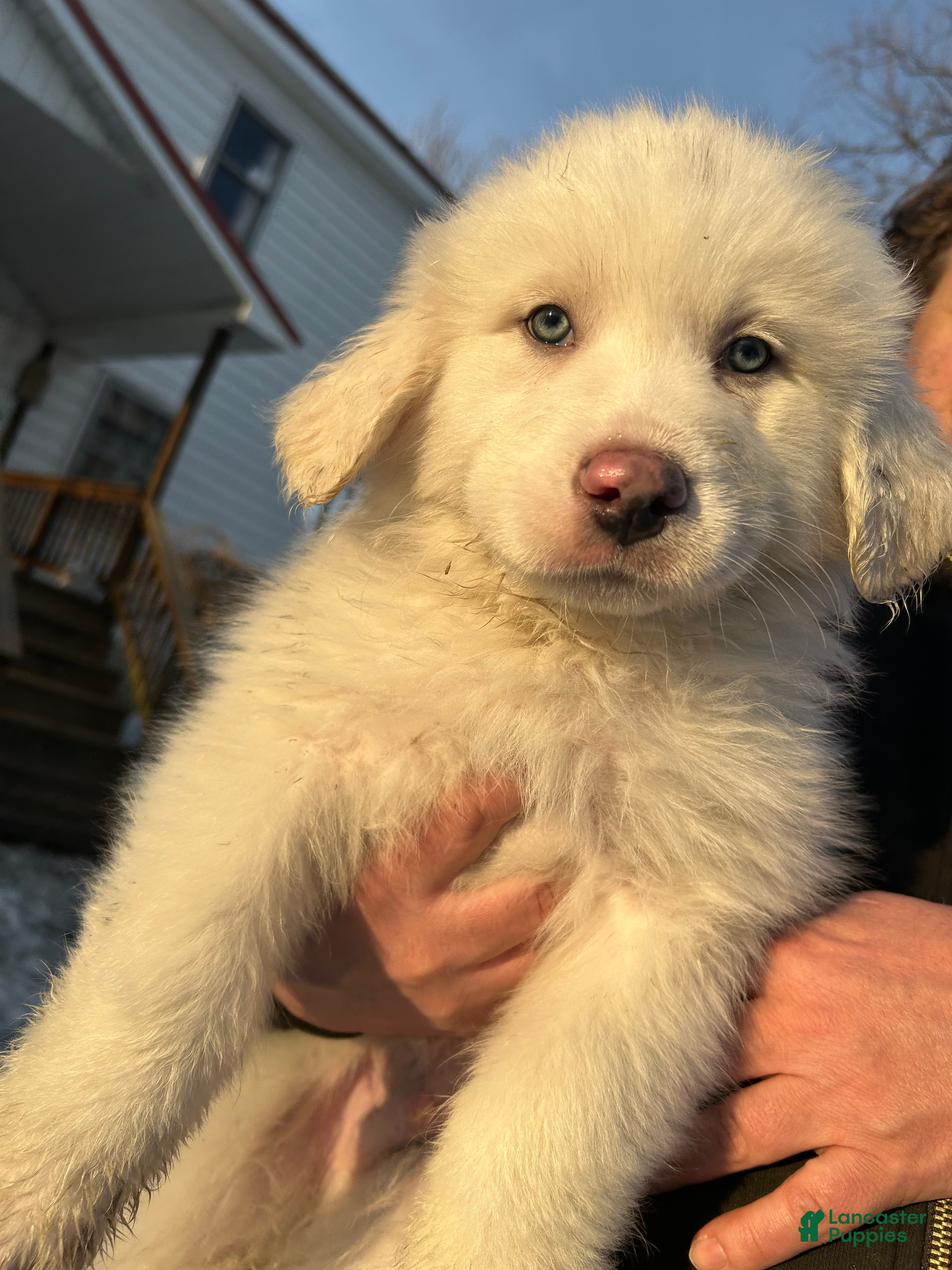 Great Pyrenees dogs Rambo - Ad 38