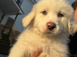 Great Pyrenees dogs Rambo - Ad 38