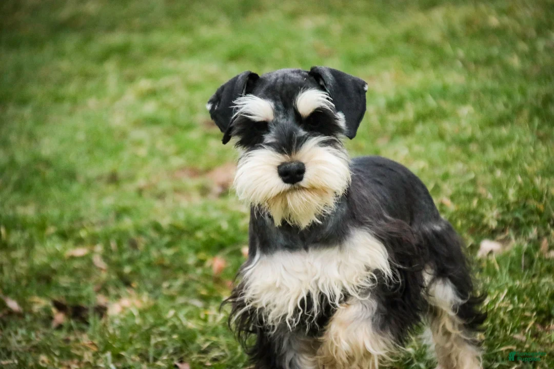 Miniature Schnauzer dogs for sale: Felix - Ad 3