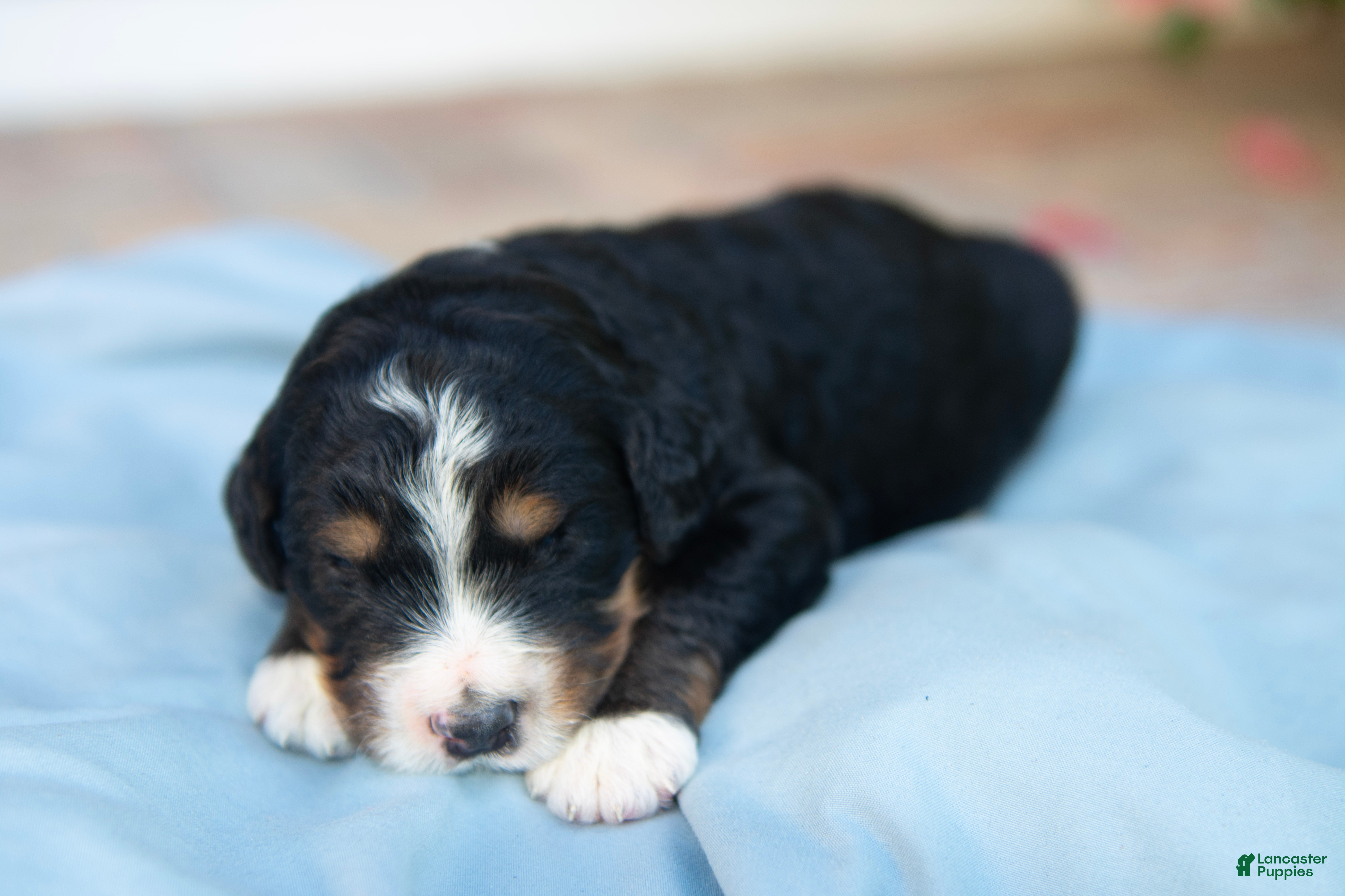 Bernedoodle dogs Paddington - Ad 2