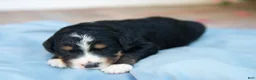 Bernedoodle dogs for sale: Paddington - Ad 2
