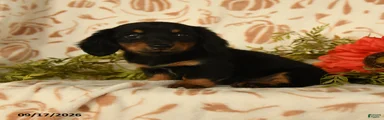 Piper