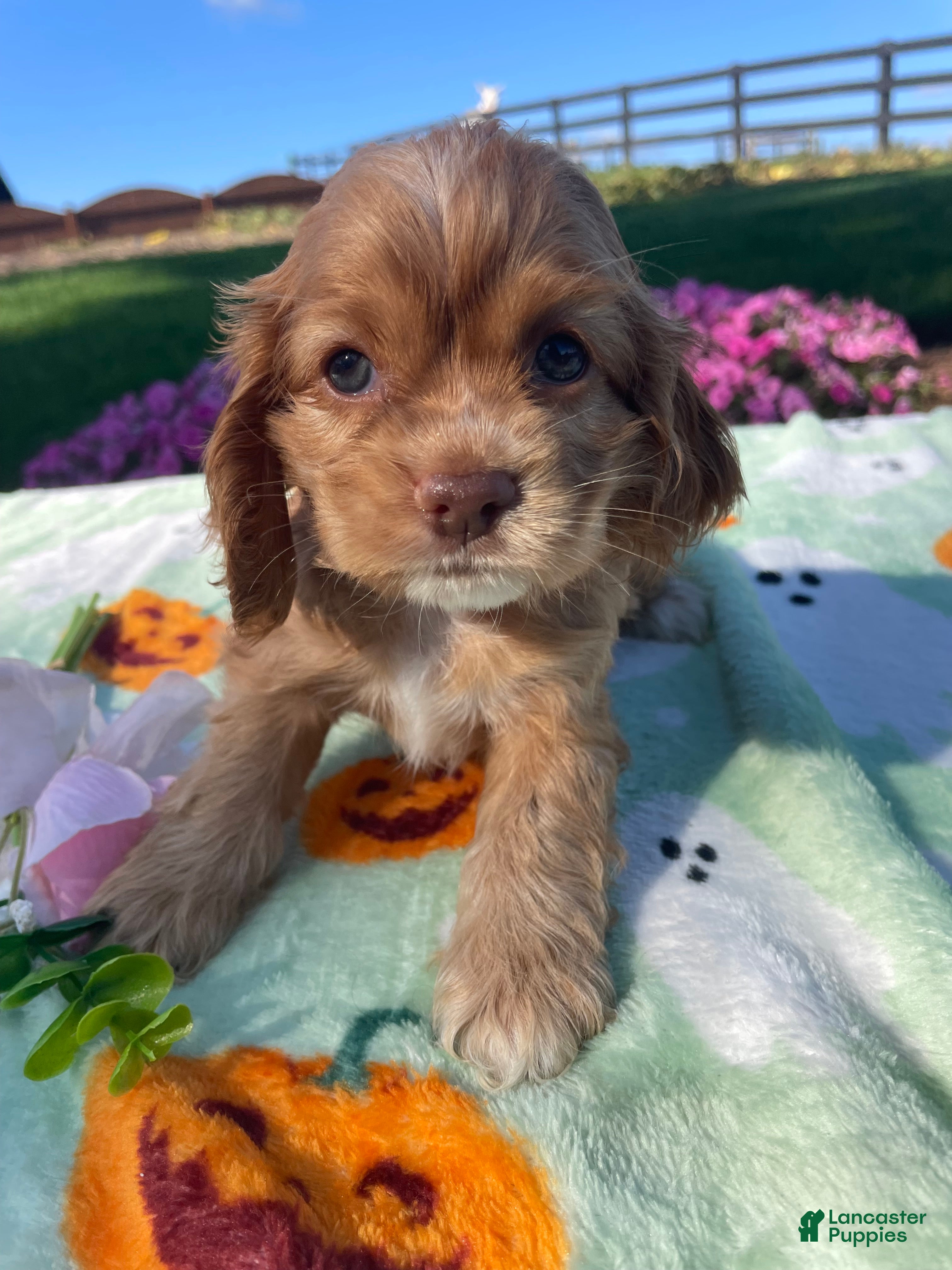 Cocker Spaniel dogs Sophie - Ad 2