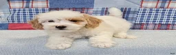 Mini Goldendoodle dogs for sale: Mini Goldendoodle white male  - Ad 5