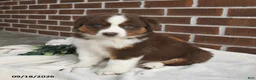 Miniature Australian Shepherd dogs for sale: Hershey - Ad 4