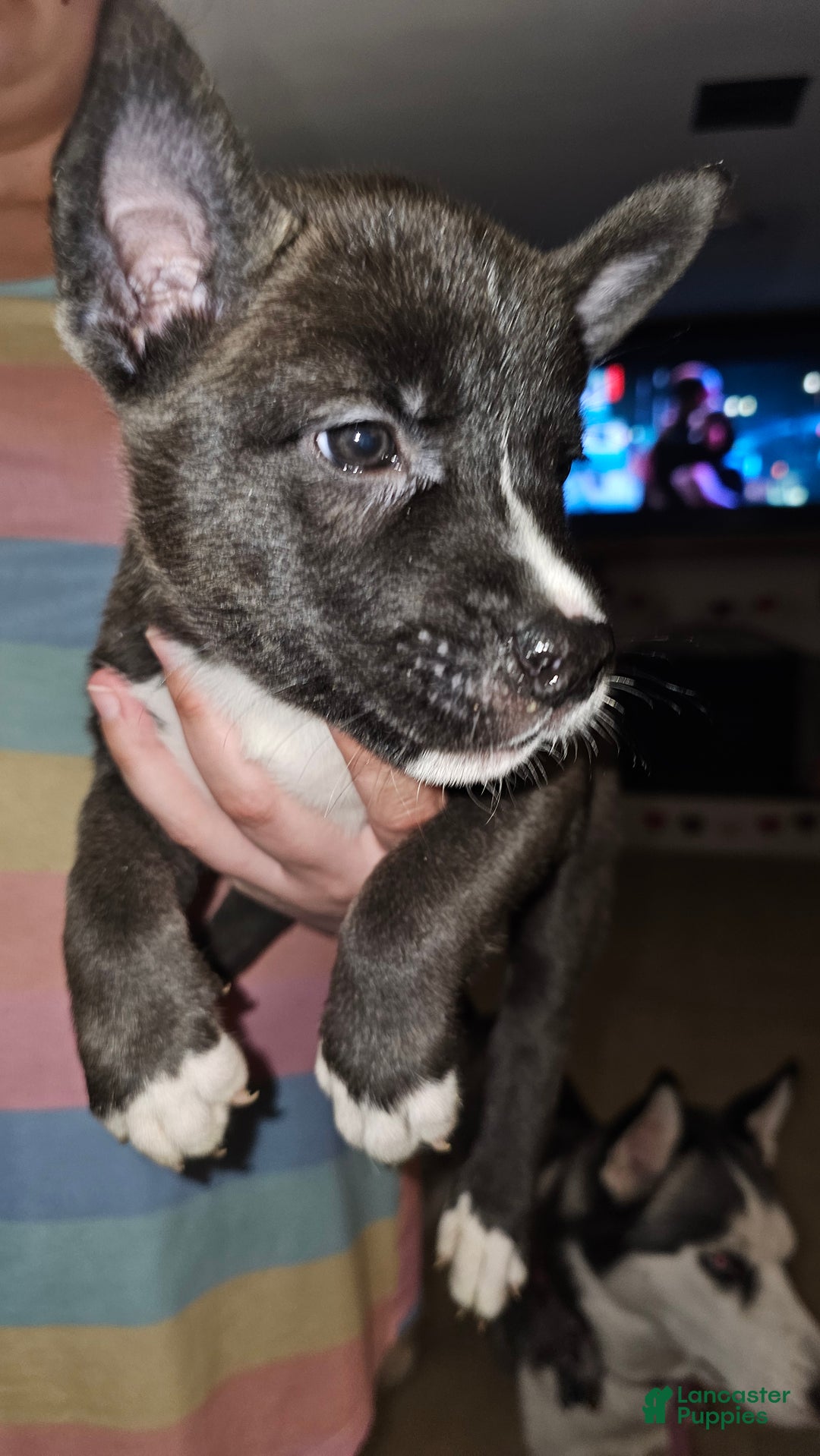 Mixed Breed dogs for sale: Kayla - Ad 3