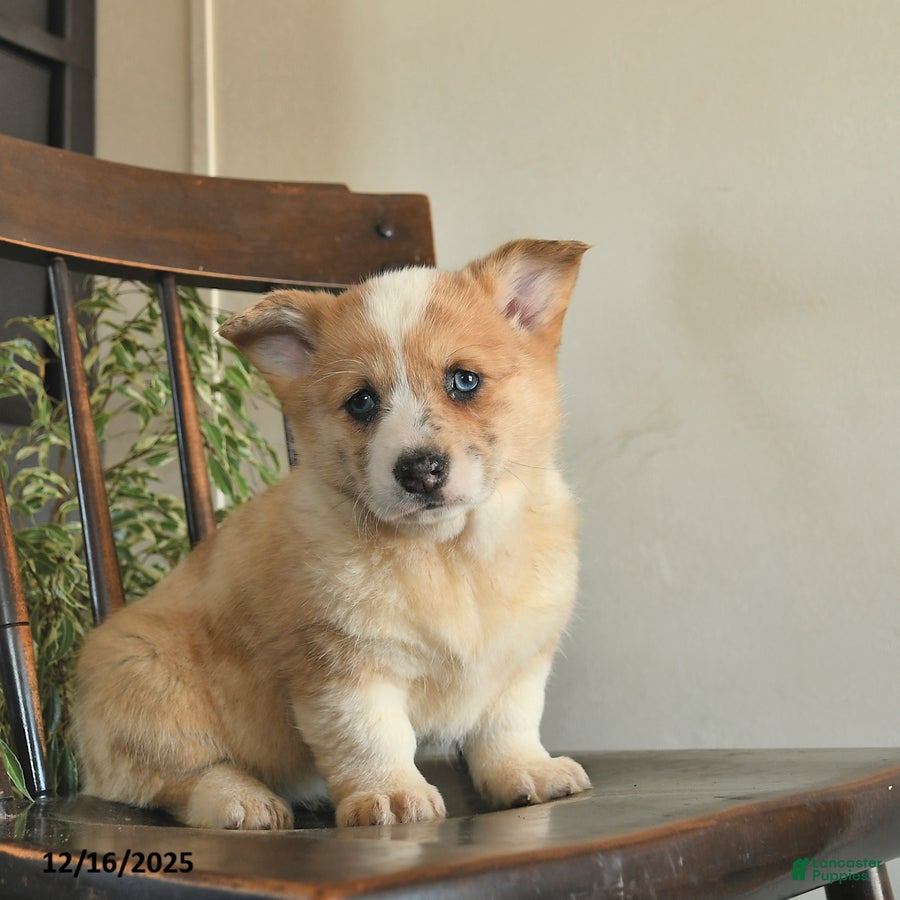 Welsh Corgi Pembroke dogs for sale: Mia  - Ad 3
