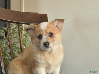 Welsh Corgi Pembroke dogs for sale: Mia - Ad 3