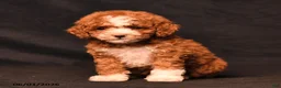 Toy Poodle dogs for sale: Dixie - Ad 3