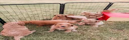 Goldendoodle dogs for sale: Thomas - Ad 9