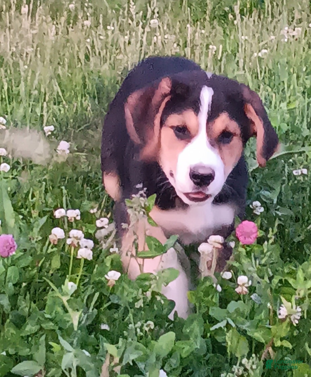 Mixed Breed dogs Daisy - Ad 1