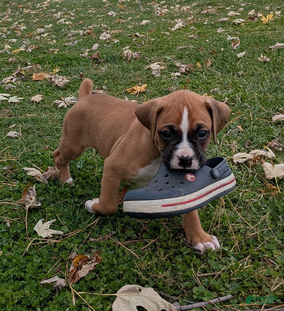 Boxer dogs for sale: Pluto - Ad 2