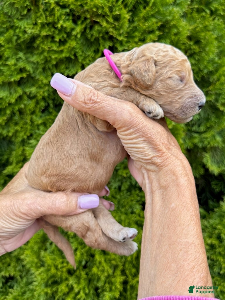 Goldendoodle dogs Magenta - Ad 2