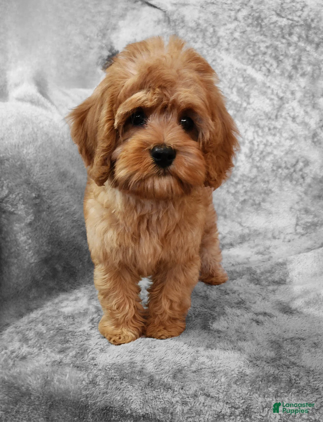 Cavapoo dogs for sale: Hershey - Ad 2