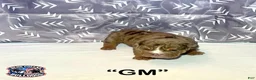 English Bulldog dogs for sale: English Bulldog Puppy - GM  - Ad 6