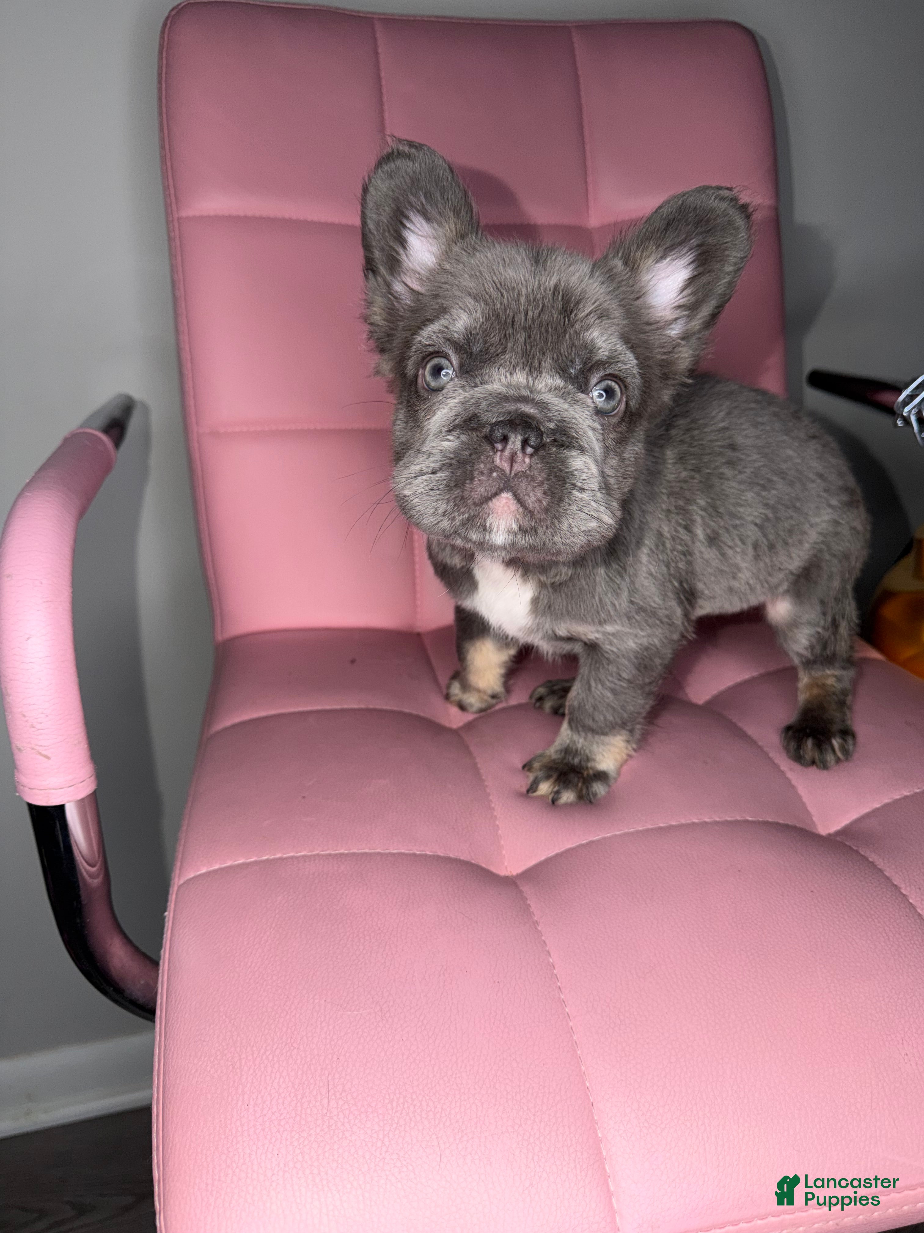 French Bulldog dogs French Bulldog Puppy 1 - Ad 30
