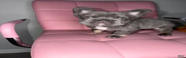 French Bulldog Puppy 1