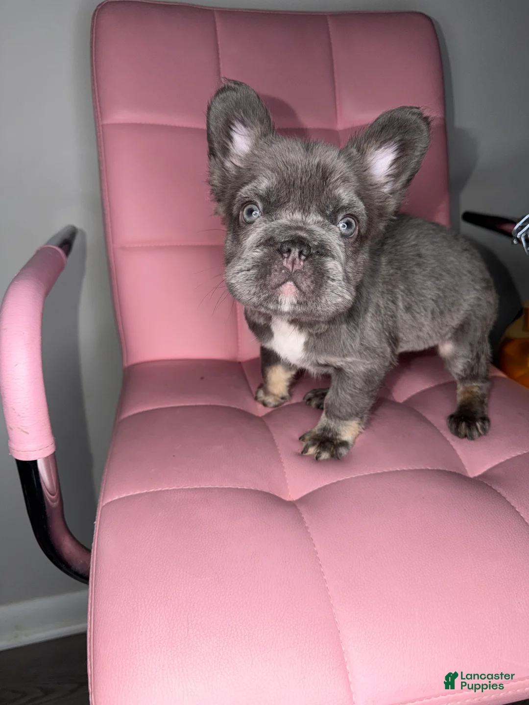 French Bulldog dogs for sale: French Bulldog Puppy 1 - Ad 1