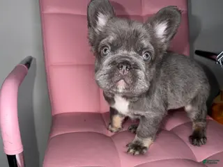 French Bulldog dogs French Bulldog Puppy 1 - Ad 1