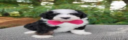 Bernedoodle dogs for sale: Toffee  - Ad 3