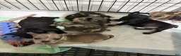 American Bully dogs for sale: American Bully 5 - Ad 4