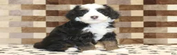 Mini Bernedoodle dogs for sale: Leo - Ad 1