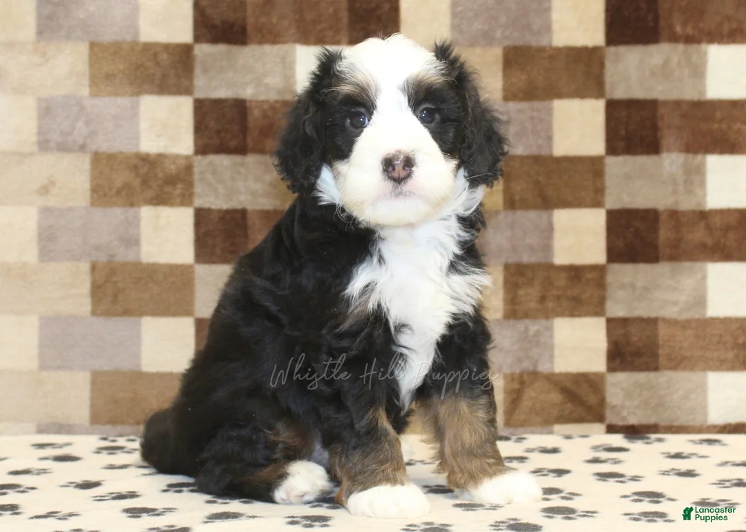 Mini Bernedoodle dogs for sale: Leo - Ad 1