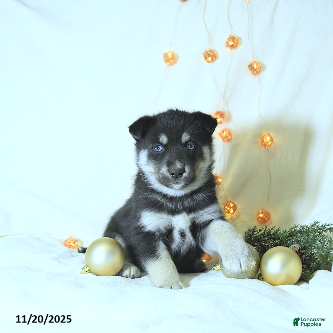 Siberian Husky dogs for sale: Tucker - Ad 1