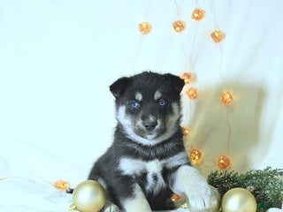 Siberian Husky dogs Tucker - Ad 33